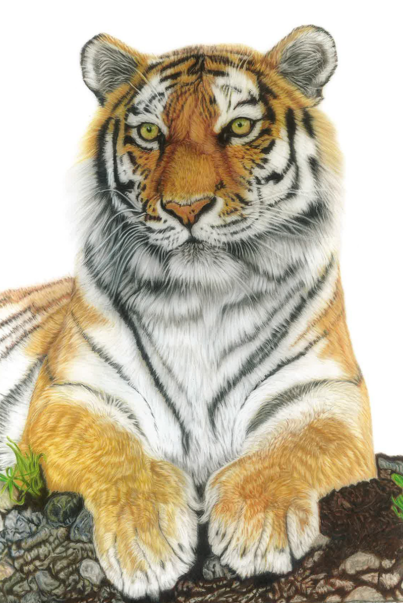 Animal Portraits
