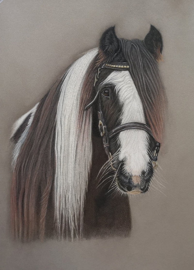 Horse Portraits